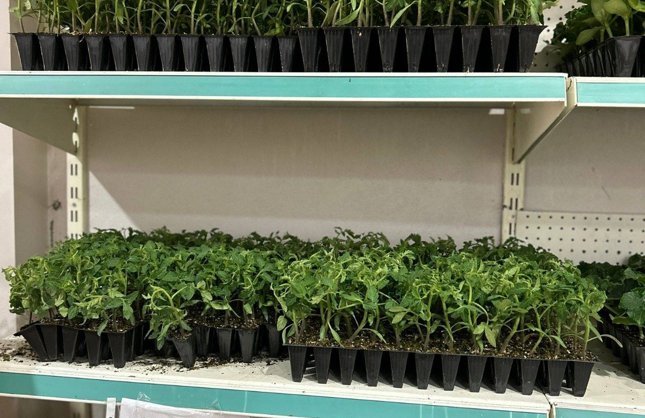 FİDE SATIŞLARI BAŞLADI