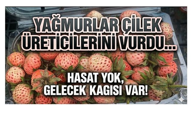 OSMANLI ÇİLEĞİ 700 LİRA