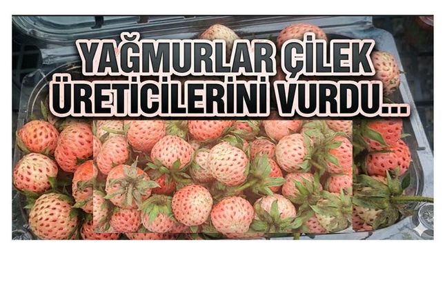 OSMANLI ÇİLEĞİ 700 LİRA