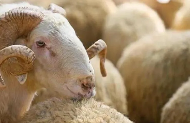 KURBAN DERİSİNDE TÜRKİYE BİRİNCİLİĞİ EREĞLİ'YE
