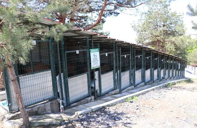 12 BİNDEN FAZLA KÖPEĞE YUVA...