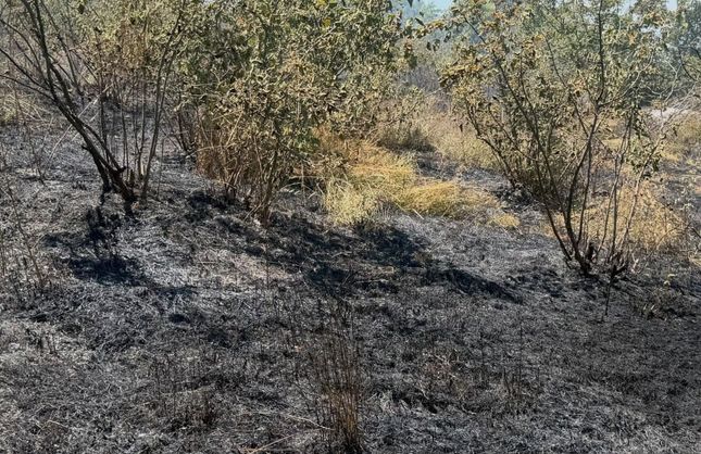 ALAPLI'DA ORMAN YANGINI