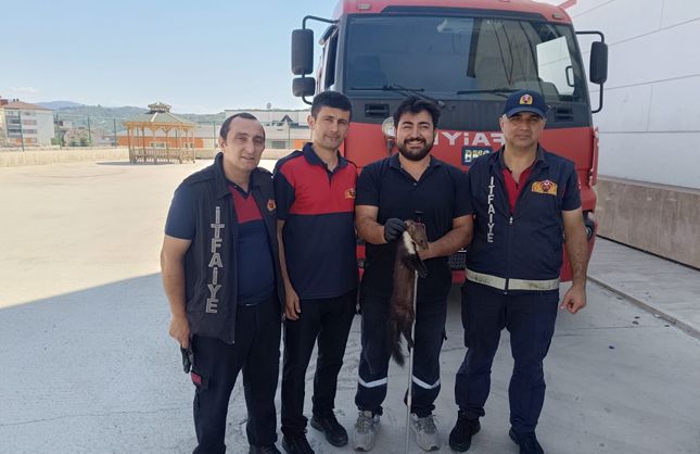 BODRUM KATA GİREN SANSAR YAKALANDI