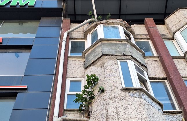 DUVARDAN ÇIKAN İNCİR AĞACI GÖRENLERİ ŞAŞIRTIYOR