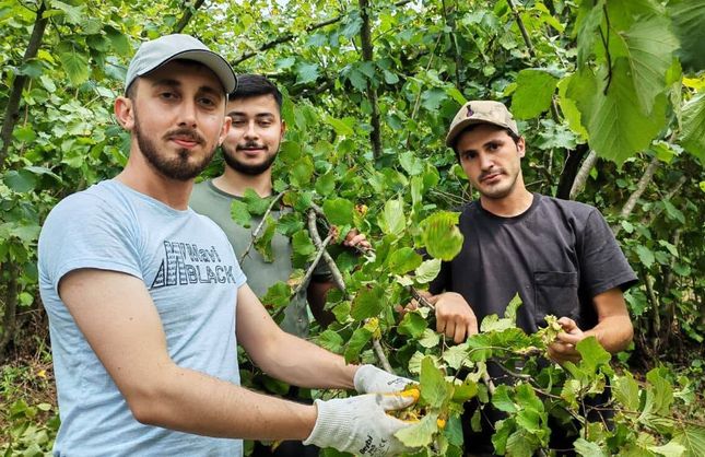 HAYIR İÇİN FINDIK TOPLADILAR