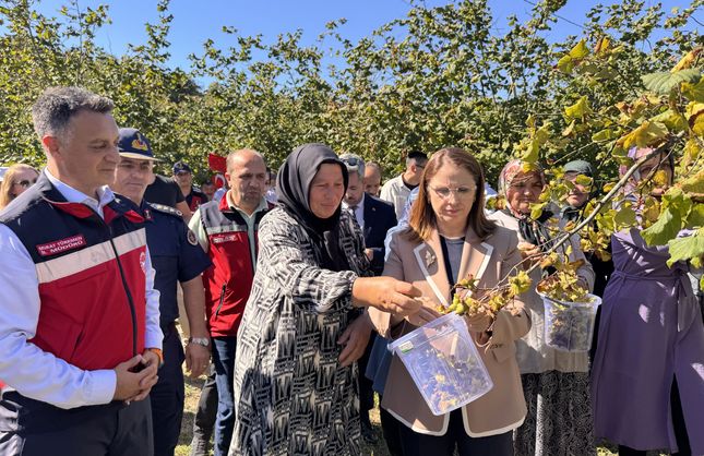 14 BİN TON FINDIK REKOLTESİ BEKLENİYOR