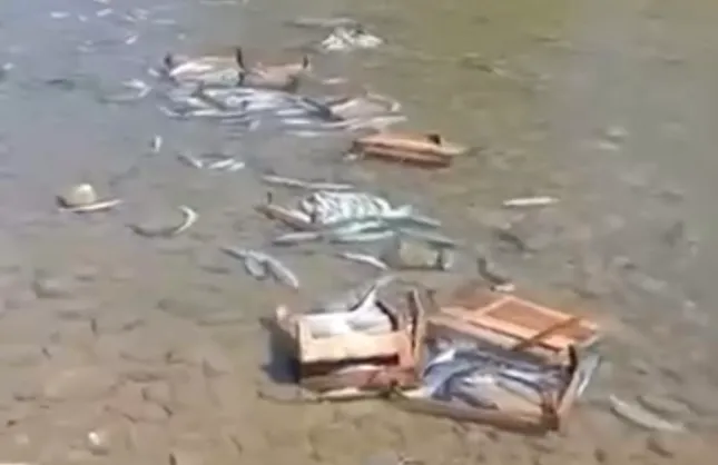 PALAMUTLAR DEREYE DÖKÜLDÜ İDDİASI