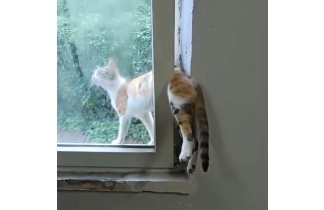 SIKIŞAN KEDİYİ İTFAİYE KURTARILDI
