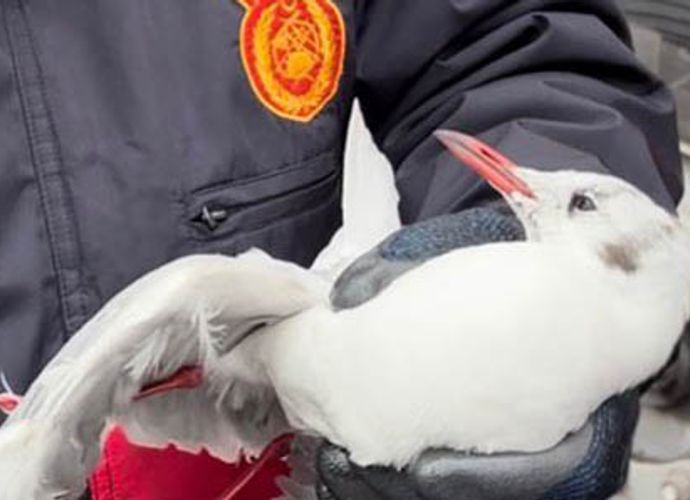 ELEKTRİK TELİNE TAKILDI...