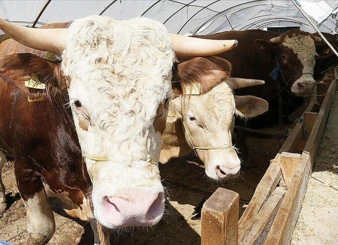 HASTALIK VE KESİM TEDBİRLERİ ARTIRILDI