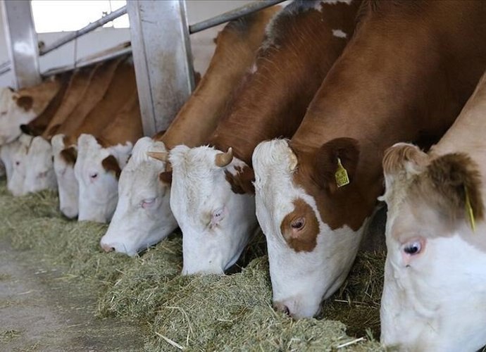 KOMŞUYA 784 MİLYON LİRALIK DEV YATIRIM