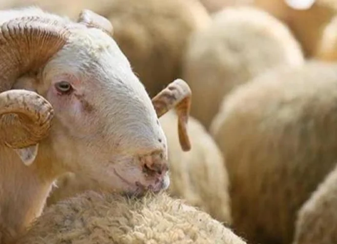 KURBAN ALIRKEN NELERE DİKKAT EDİLMELİ?