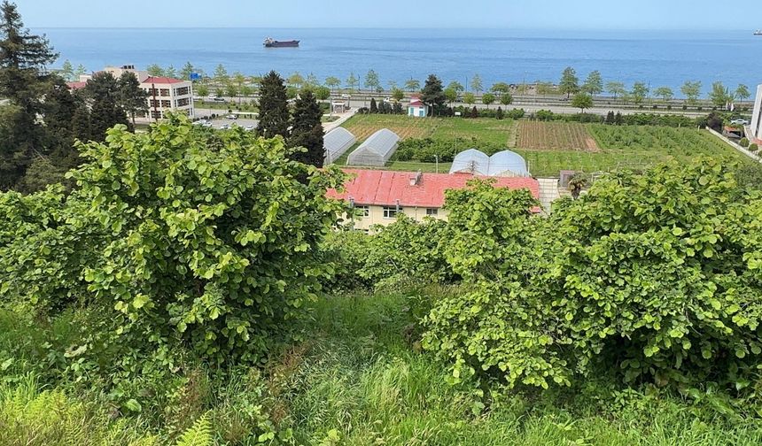 Giresun Üniversitesinden FAE'nin projelerine istatistik bilimi ve yapay zeka desteği sağlanacak
