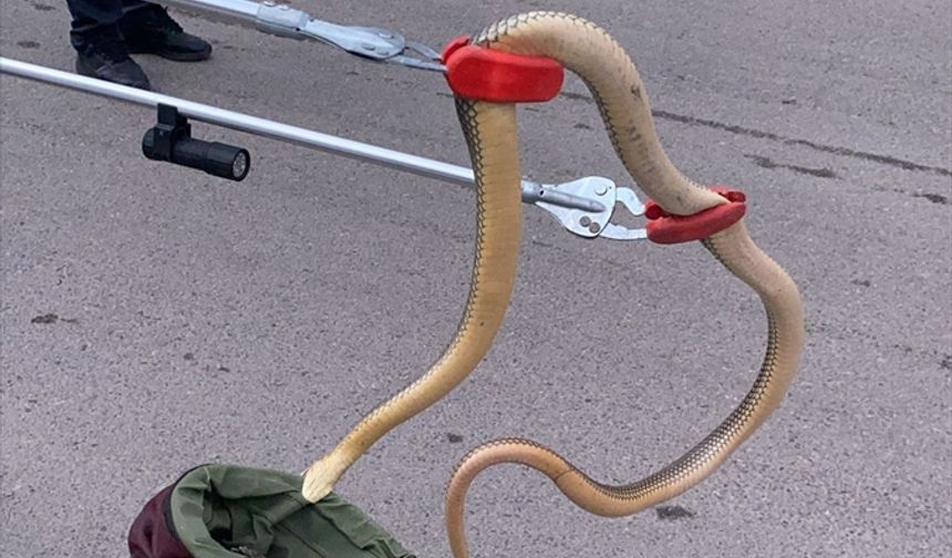 Gümüşhane'de otomobilin tekerleğine giren yılanı itfaiye ekipleri çıkardı