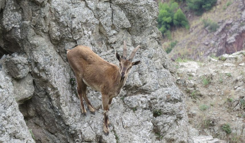 Artvin'de Çoruh Vadisi'ne inen yaban keçileri görüntülendi