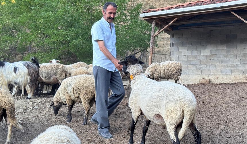 Bartın'da çiftçi, koyunlarını kurt saldırısından dronla korudu