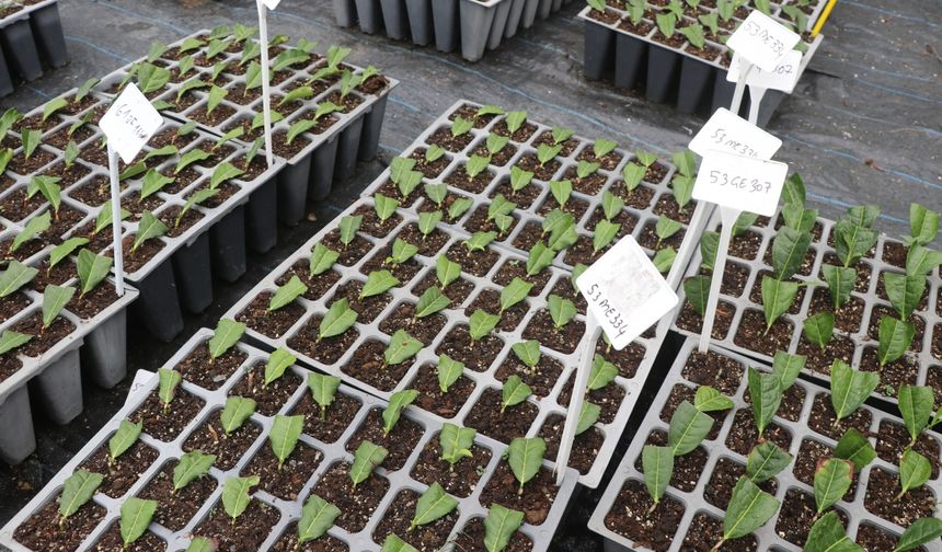 Rize'de "Çayda Uygulamalı Çelik Fidan Eğitimi" programı yapıldı