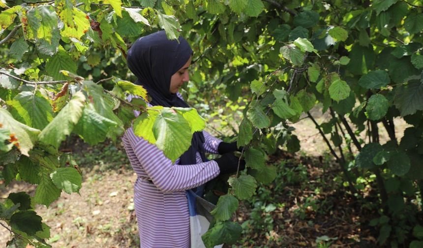 Ordu'da "Fındık Dalda, Aklın İşçide Kalmasın Projesi" kapsamında fındık hasadı sürüyor