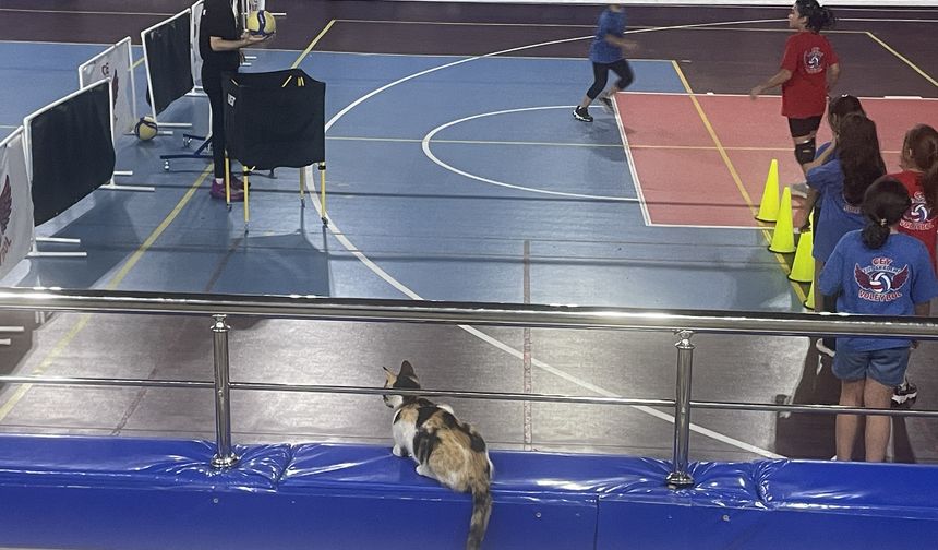 Bolu'da kedi 'Tekir' voleybolcu çocukların maskotu oldu