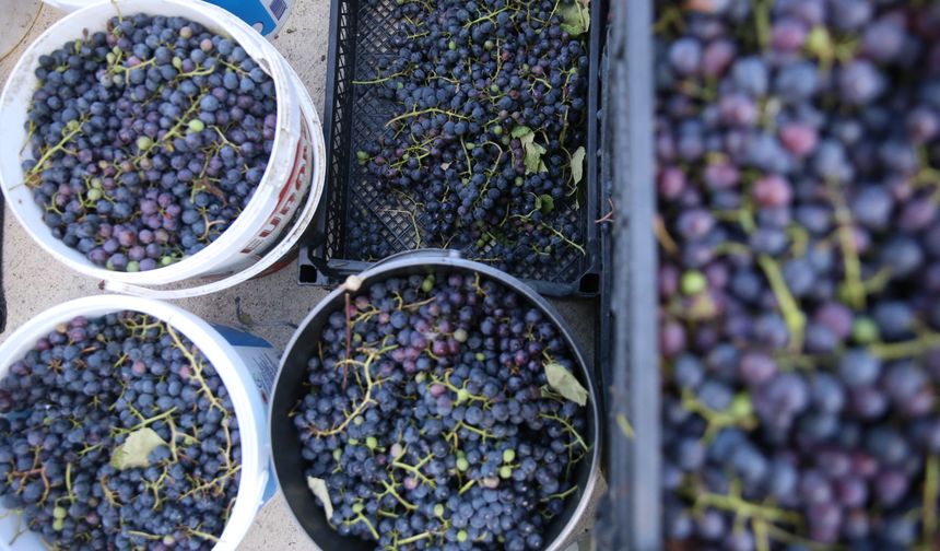 Ordu'nun tescilli üzüm suyu sofraları lezzetlendiriyor