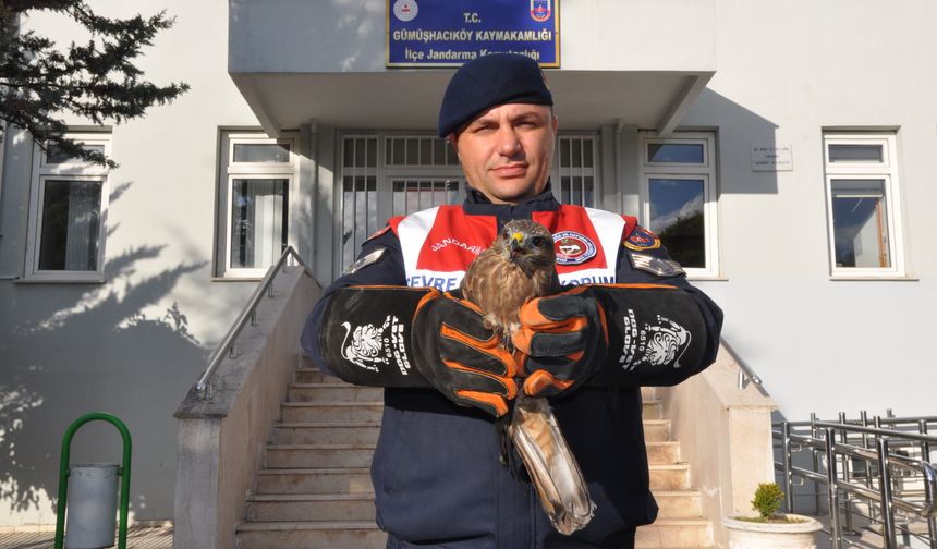 Amasya'da yaralı kızıl şahin korumaya alındı