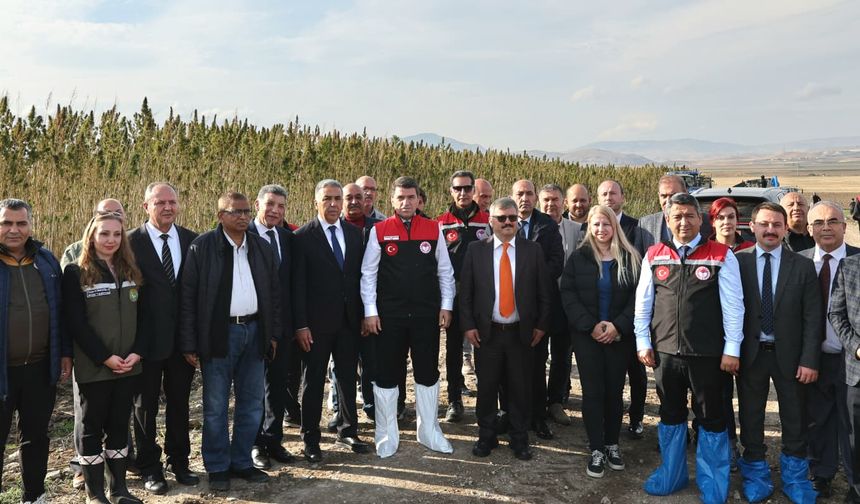 Amasya'da yerli ve milli vezir kenevir türünün hasadı başladı