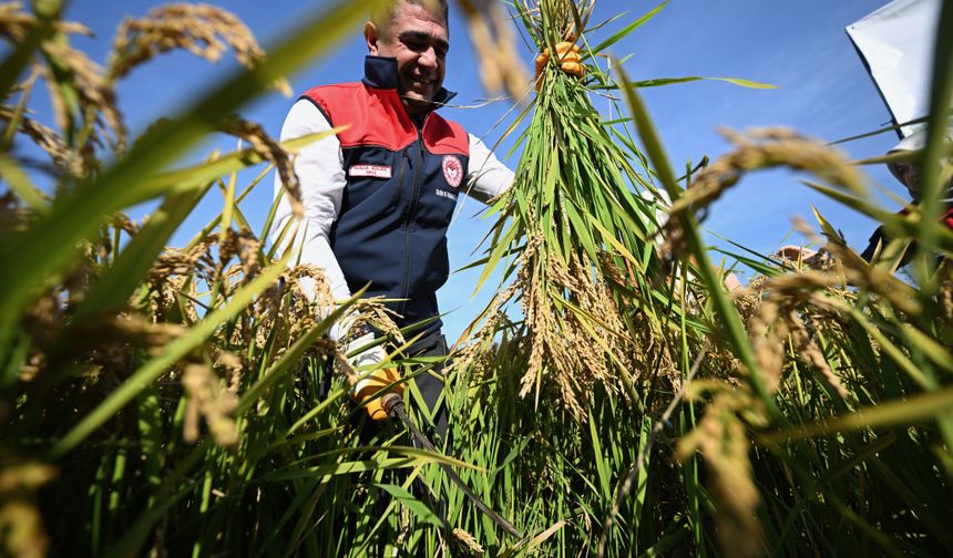 Düzce'de damla sulama sistemi uygulanan coğrafi işaretli Konuralp pirinci hasat edildi