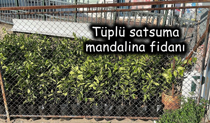 ÇİFTÇİLERE DESTEKLİ FİDAN FIRSATI