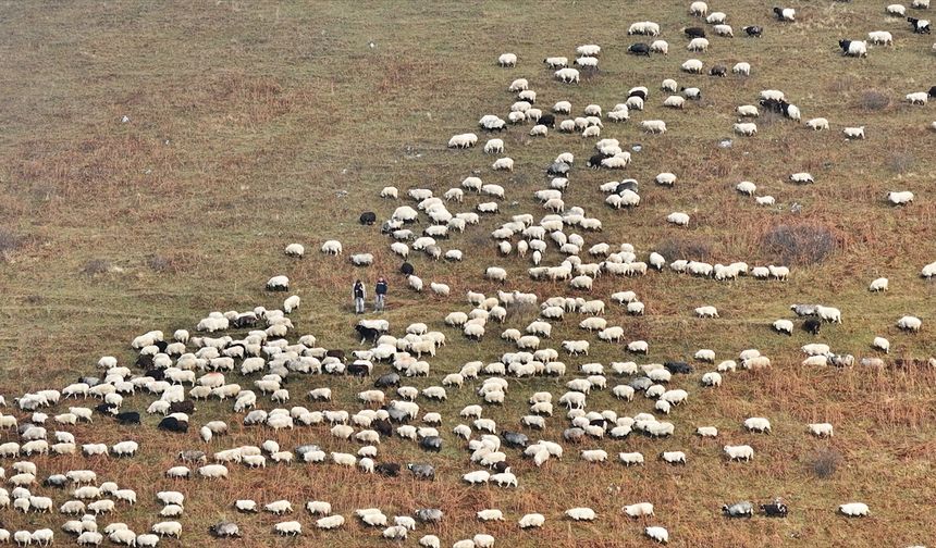 Zirvedeki Saveriksa Yaylası'nda besicilerin mesaisi sürüyor