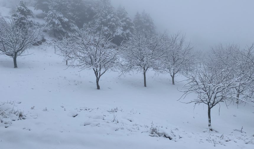 Çorum'da ceviz bahçeleri karla kaplandı