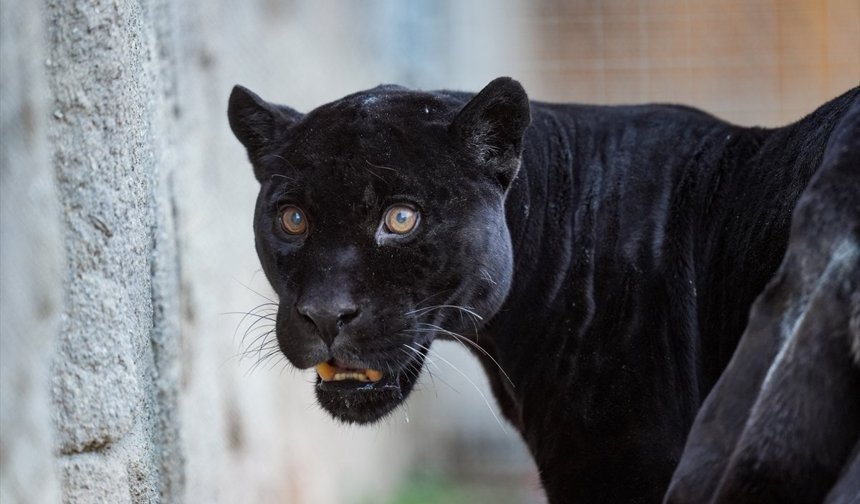 İzmir Doğal Yaşam Parkı'nın jaguarı Juliet öldü