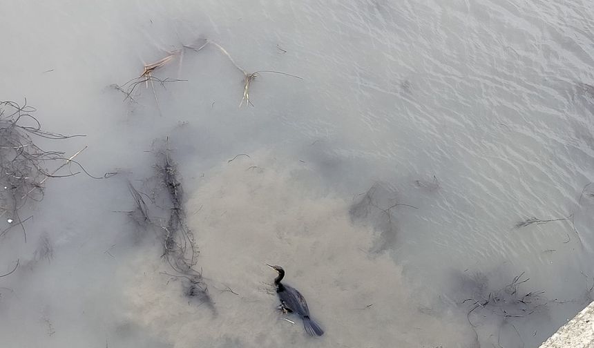 Kızılırmak Nehri'nde misinaya takılan karabatak itfaiye ekiplerince kurtarıldı