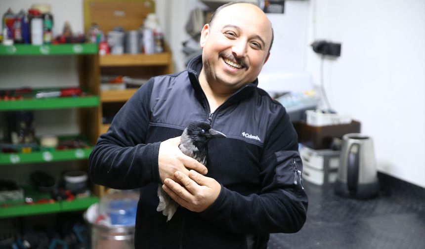 Yaralı halde bulduğu karga en yakın arkadaşı oldu