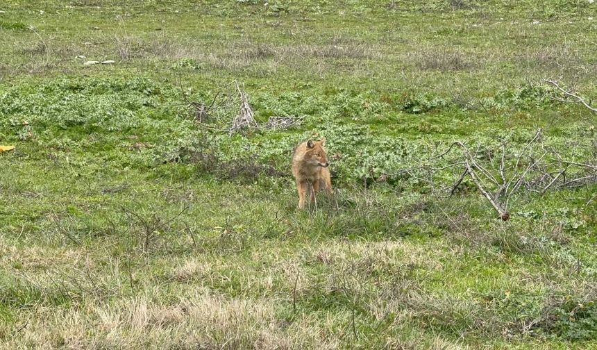 Karabük'te mahalleye inen hasta çakal tedavi edildi