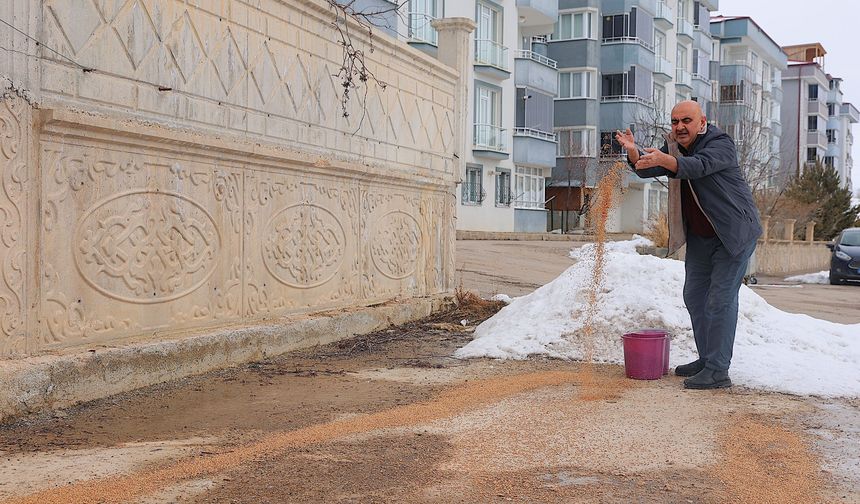 'Kuşlar aç kalmasın' diye kışın 10 ton hububatı doğaya bırakıyor