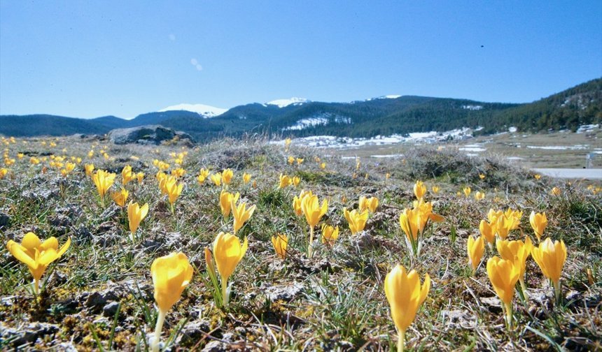 Bolu'da baharın müjdecisi çiğdemler çiçek açtı