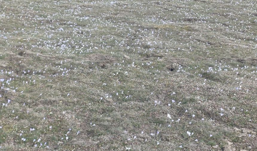 Bolu'dan kısa kısa