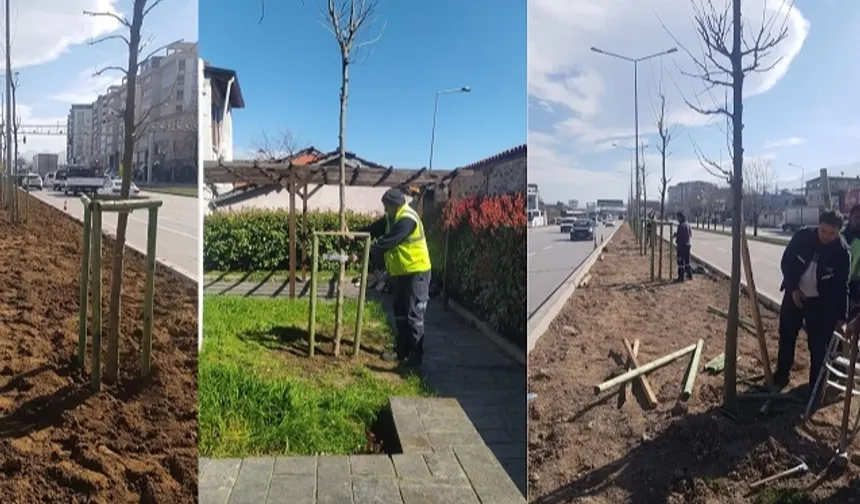 Bursa'nın 700 yıllık mirası 700 çınarla kök salıyor