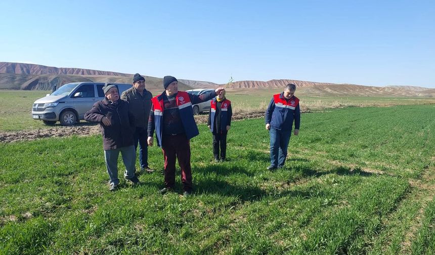 Çorum'da hububat ekili arazide kontrol çalışmaları sürüyor