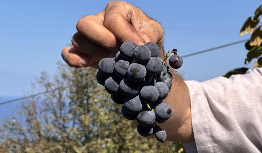 MEMLEKET SOFRASI - Pepeçura