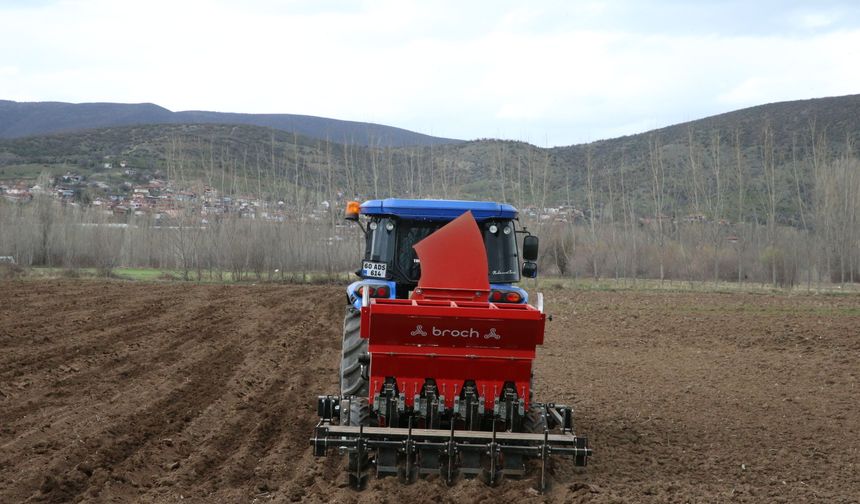Tokat sarımsağının üretiminin artırılması ve markalaşması için çalışma yürütülüyor