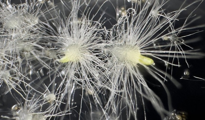 Nesli tehlike altındaki Likya orkidesi ilk kez tohumdan üretildi