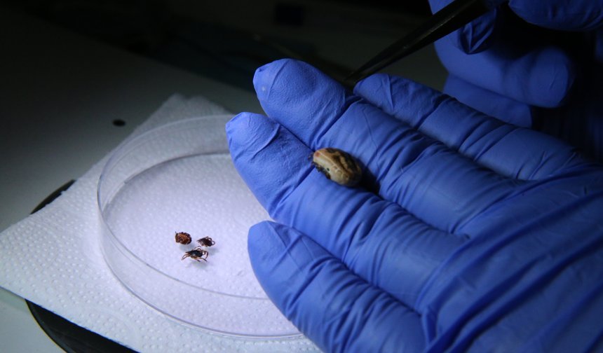 Orta Doğu'daki kene türlerinin özellikleri kayıt altına alındı