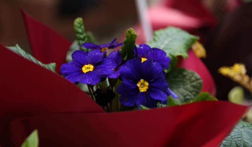 Rize'de 'Süs Bitkileri Zirvesi' başladı