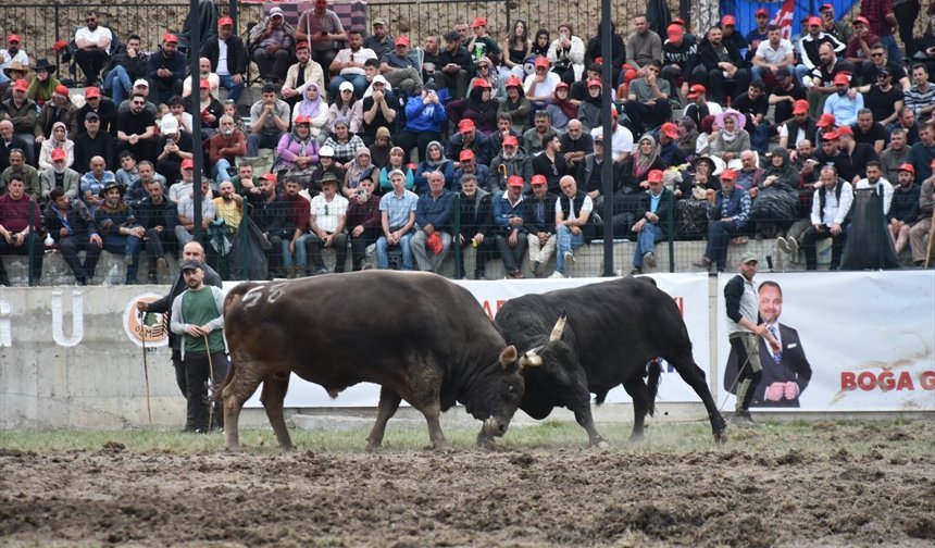 Yusufeli Geleneksel Derekapı Boğa Güreşleri Festivali yapıldı