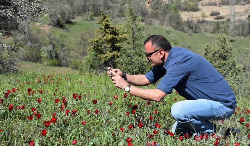 Gümüşhane'de dağ laleleri tarlaları süslüyor