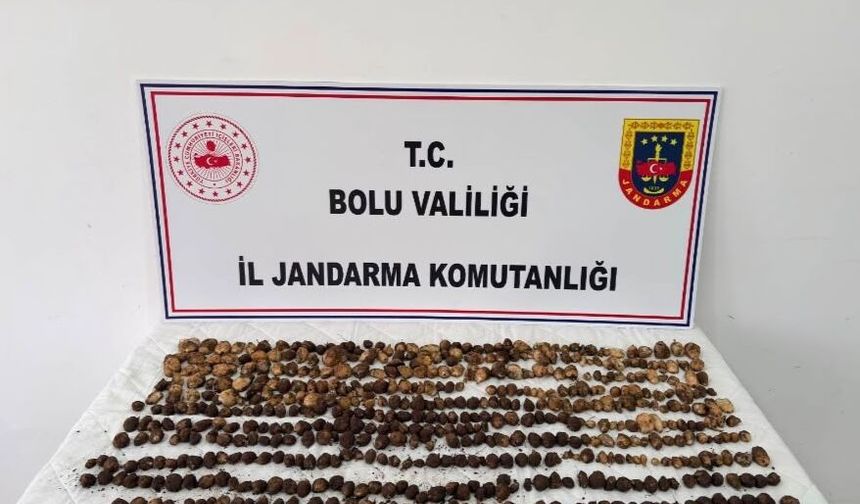 Bolu'da yabani salep toplayan 3 kişiye toplam 2 milyon lira ceza