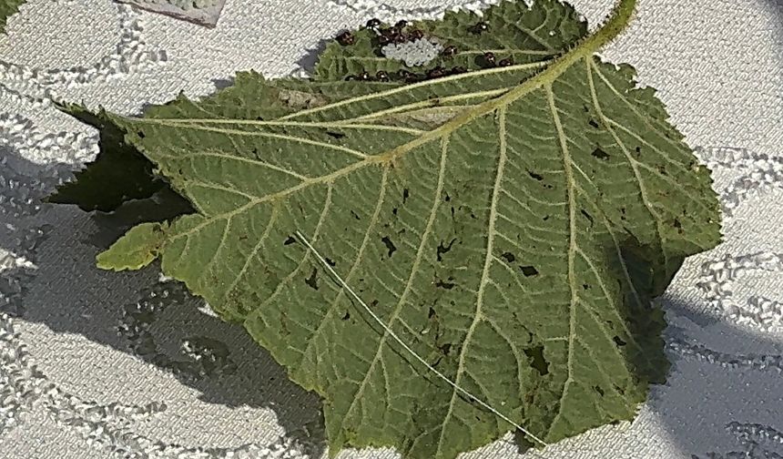 Giresun'da kahverengi kokarcaya karşı samuray arısı salımı başladı