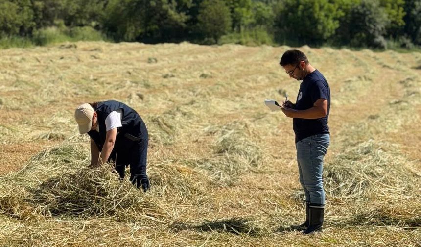Göynücek'te tarımsal desteklemeler için ekim alanları yerinde incelendi