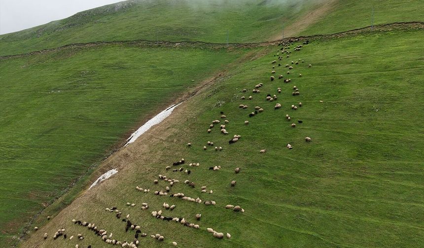 Gümüşhane'nin 2 bin 140 rakımlı Taşköprü Yaylası doğaseverleri ağırlıyor